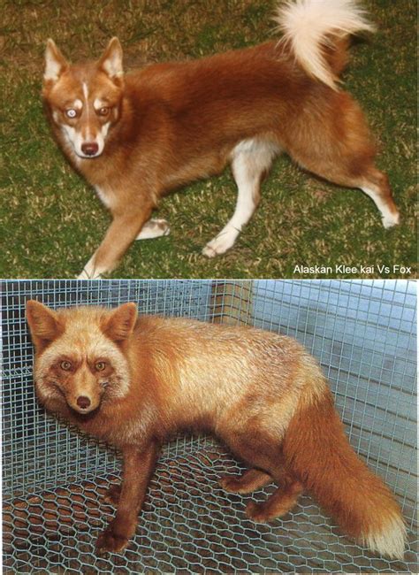 Dog Fox Hybrid