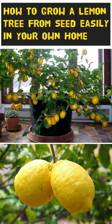 How To Grow A Lemon Tree From Seed Easily In Your Own Home Gardendiy