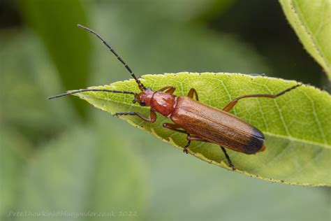 Imgp0761 Common Red Soldier Beetle Rhagonycha Fulva Flickr