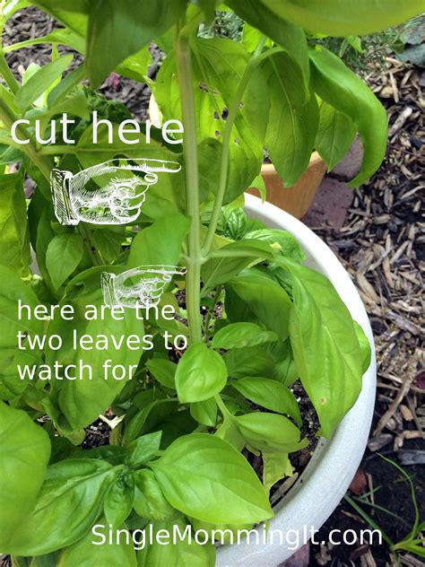 How To Take Care Of Basil Plant Outdoors Octopussgardencafe