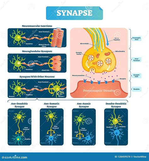 Ilustra O Do Vetor Da Sinapse Diagrama Etiquetado Com Exemplo