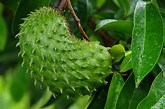 Image result for pictured soursop fruit medicinal plant