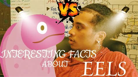 INTERESTING FACTS ABOUT EELS YouTube