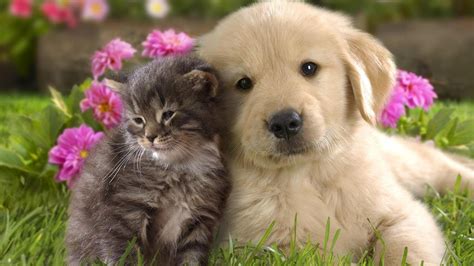 Animal Cute Dog White Friend Cat Flower Wallpapers