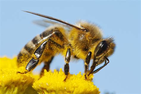 How To Start Urban Beekeeping The Importance Of Honey Bees