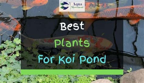 13 Best Plants For Koi Pond With Pictures Aqua Movement