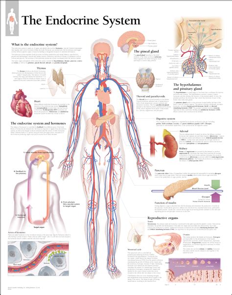 anatomy the human endocrine system wise mindbody healing