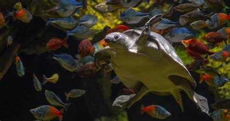 Pignosed Turtle · Tennessee Aquarium