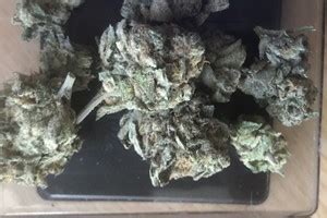 We did not find results for: Monster Cookies | Marijuana Strain Reviews | AllBud