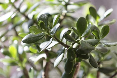 Check spelling or type a new query. The Most Toxic Houseplants to Avoid If You Have Pets