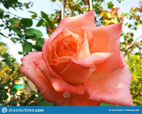 Beautiful Pink Rose Is Blooming In A Garden Stock Photo Image Of