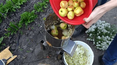Making Apple Cider With Diy Apple Grinder And Press YouTube