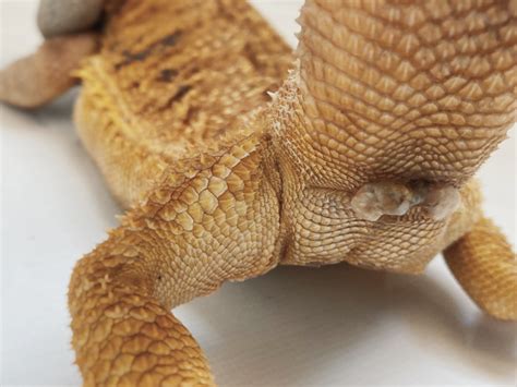 Bearded Dragon Breeding Guide Signs Tips And More Reptile District