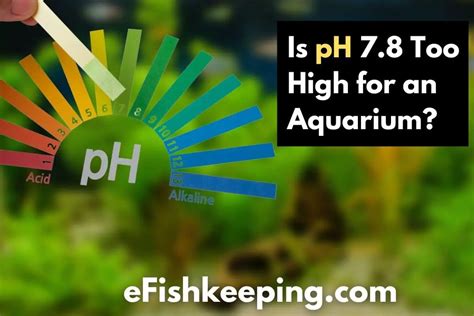 Is Ph 78 Too High For An Aquarium Top 7 Things To Know Efishkeeping