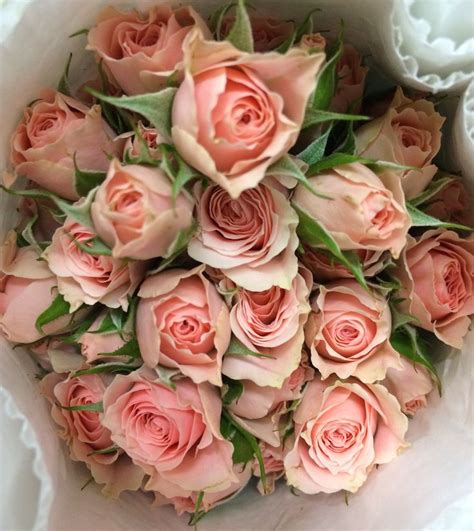 Light Pink Lydia Spray Roses