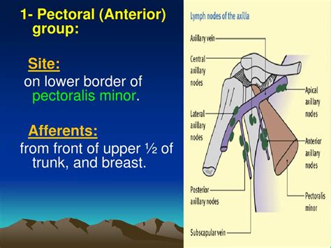 Ppt Lymphatic System And Axillary Lymph Nodes Powerpoint Presentation