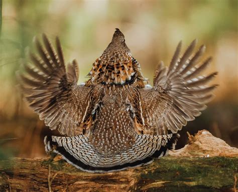 An Overview Of The Ruffed Grouse In North America Project Upland