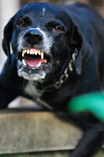 Closeup Of A Scary Black Dog Stock Photo Download Image Now Istock