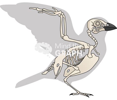 Sparrow Bird Skeleton Shape Lateral Mind The Graph