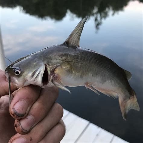 Freshwater Catfish Of North America Id Pics Pond Informer