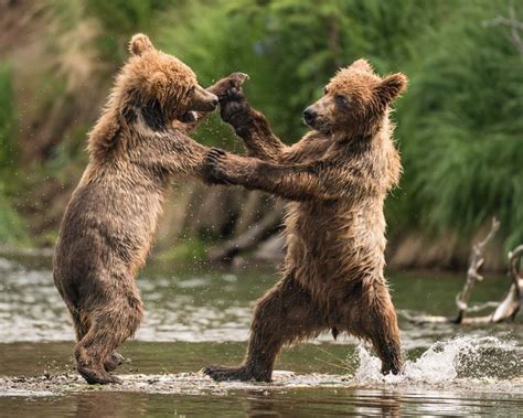 Lets Dance By Taylor Thomas Albright — 2018 National Geographic Photo