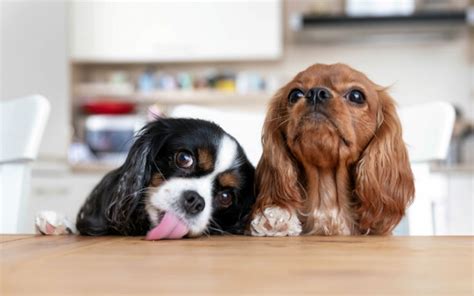 What Are The Benefits Of Getting Two Puppies Vitapet