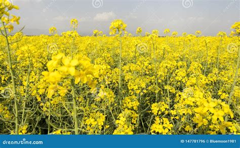 Yellow Rapeseed Or Canola Field Horizontal Landscape Cultivating Plants