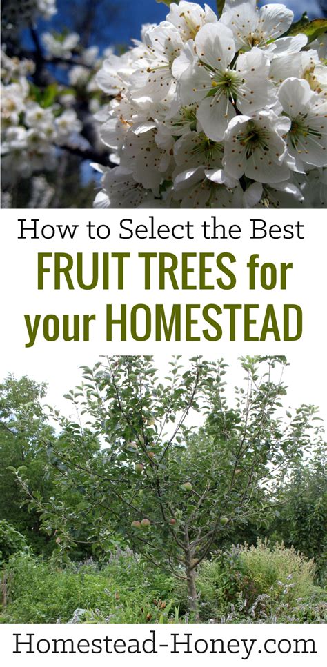 Selecting Fruit Trees For Your Homestead Homestead Honey Fruit