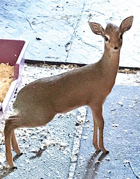 Baby Dik Dik Joins Inhabitants At Roosevelt Park Zoo