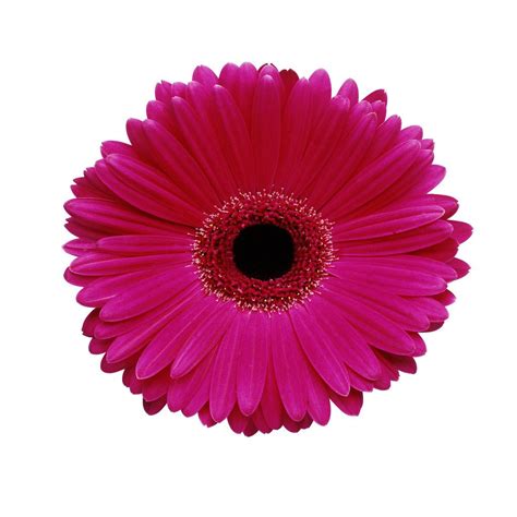 Hot Pink Gerbera Daisy Posters And Prints By Corbis