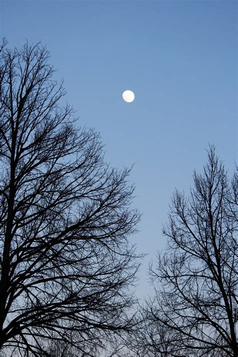 Moon And Winter Tree Branches Picture Free Photograph Photos Public