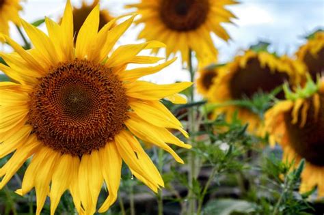 Sunflowers Fields And Festivals In Washington State Laptrinhx News