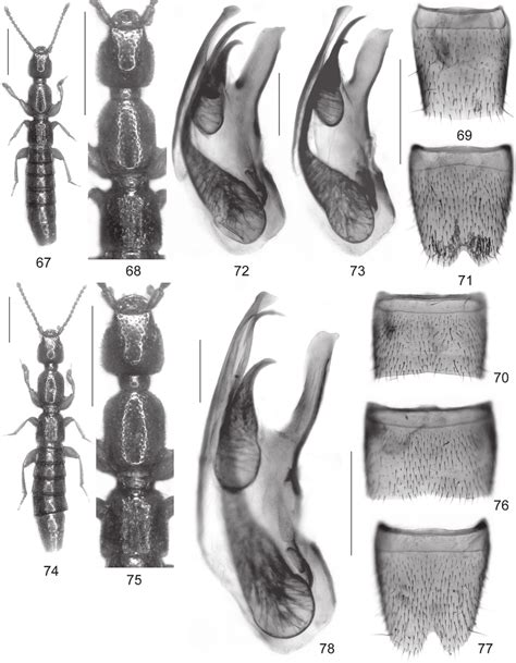 Lathrobium Tarokoense Sp N Lathrobium Tarokoense Sp N