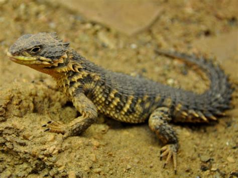 Sungazer Lizard Facts And Pictures Reptile Fact