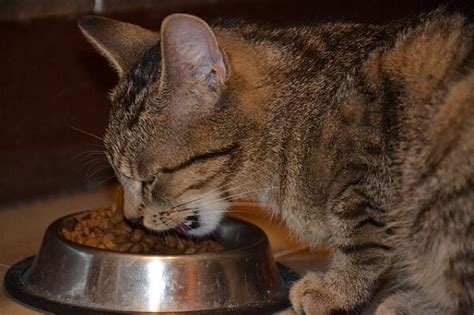 Tidak terlalu menggugah selera makan kucing. Kucing Tidak Mau Makan? Ini Penyebab Dan Cara Mengatasinya