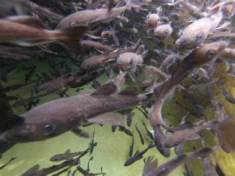Ocean Acidification Could Doom Key Arctic Fish Species