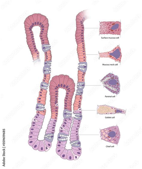 Histology Of Salivary Glands What Is A Gland The Best Porn Website My