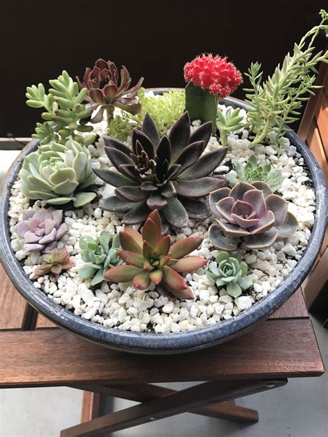 Check out our succulent dish garden selection for the very best in unique or custom, handmade pieces from our planters & pots shops. Succulent Garden | Jardim de plantas suculentas