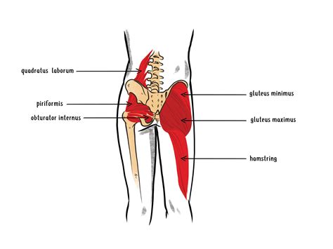 Deep Dive Into The Anatomy Of The Hip Flexor Muscles Hip Hook By Aletha