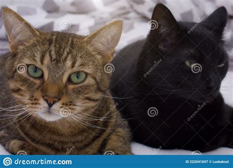 A Black And Tabby Cat Lie Next To Each Other Stock Image Image Of