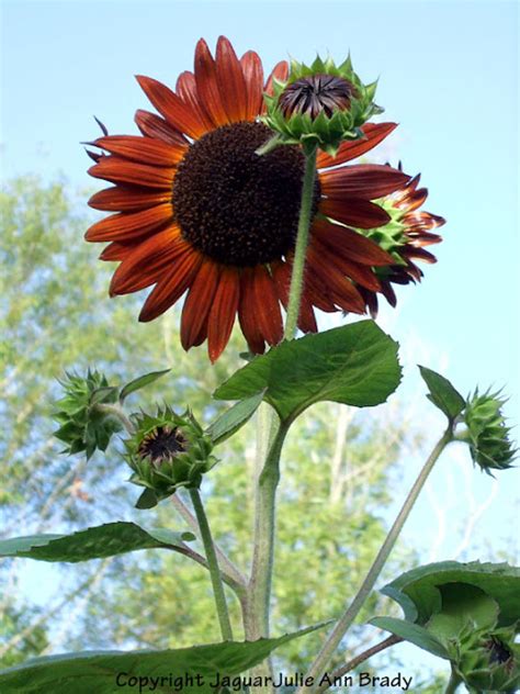 Julie Ann Brady Blog On Autumn Beauty Sunflower Pictures