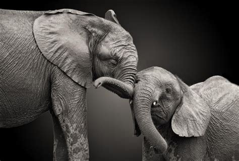 Elefantes Mama E Hijo Emoción Gde Lienzo Canvas Cuadro Arte Cubiko