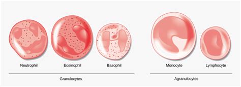 Transparent Blood Cut Png Difference Between Granulocytes And