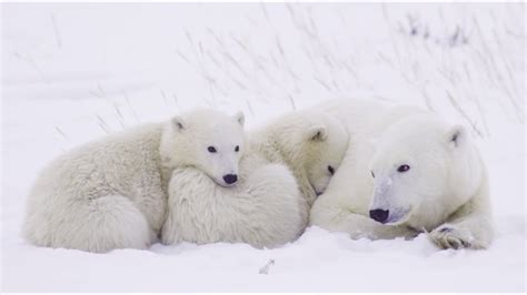 Protecting Polar Bear Moms And Cubs YouTube