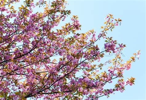 Pink Japanese Cherry Twig Blossom On Blue Sky Background