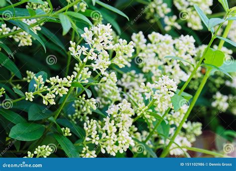 Close Up Of Flowering Branches Of Privet Hedge Stock Photo Image Of