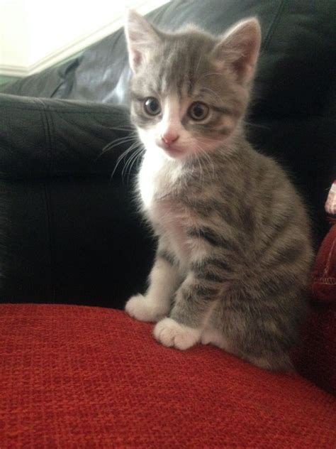 Grey And White Silver Tabby Kittens Ready Now Bristol