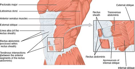 Oblique Muscle The Definitive Guide Great Journey