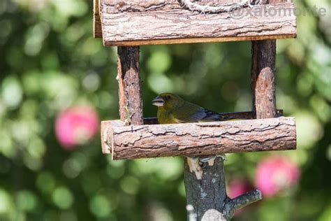 A Bird Is Perched On The Side Of A Wooden Feeder