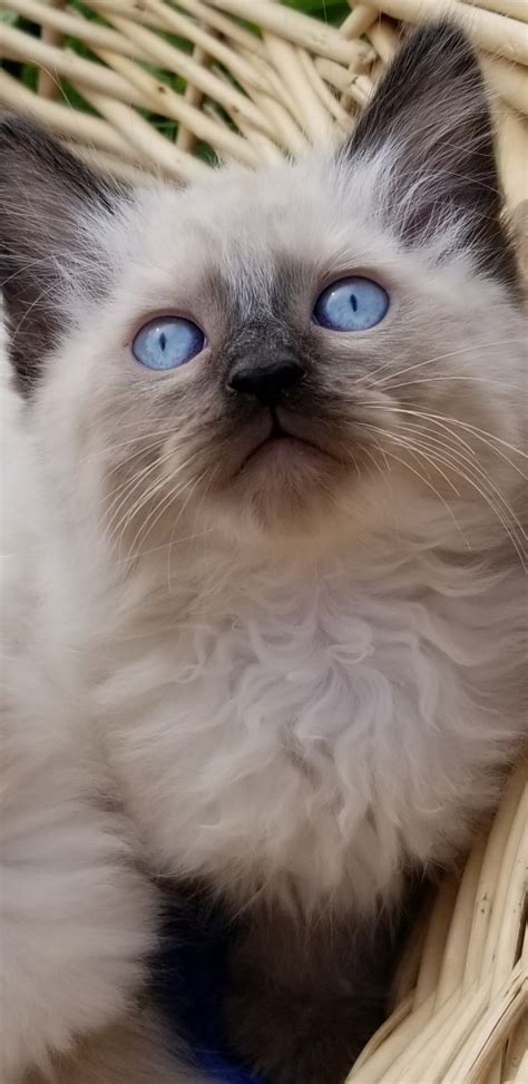 Its nose is a normal length, which is proportional to the rest of its face. Persian Cats For Sale | Fairbanks, AK #279777 | Petzlover